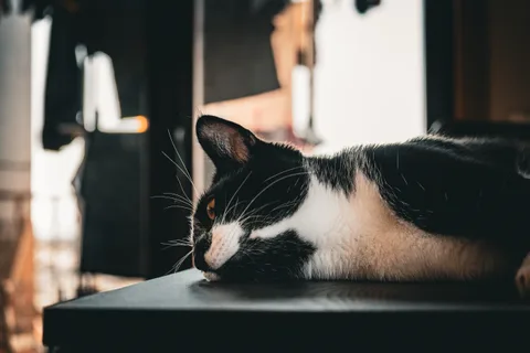 andrew wilde, animals, calm, cat, muted colours, texture, warm light