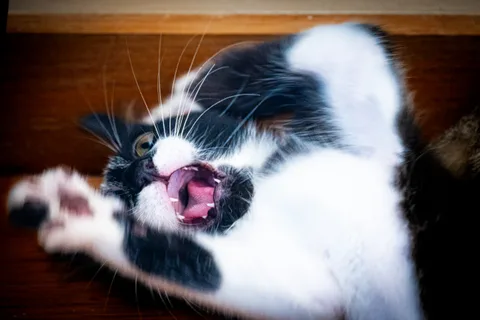 andrew wilde, animals, cat, motion, playfulness, texture, warm light
