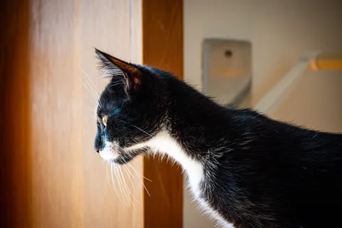 andrew wilde, animals, calm, cat, texture, warm light