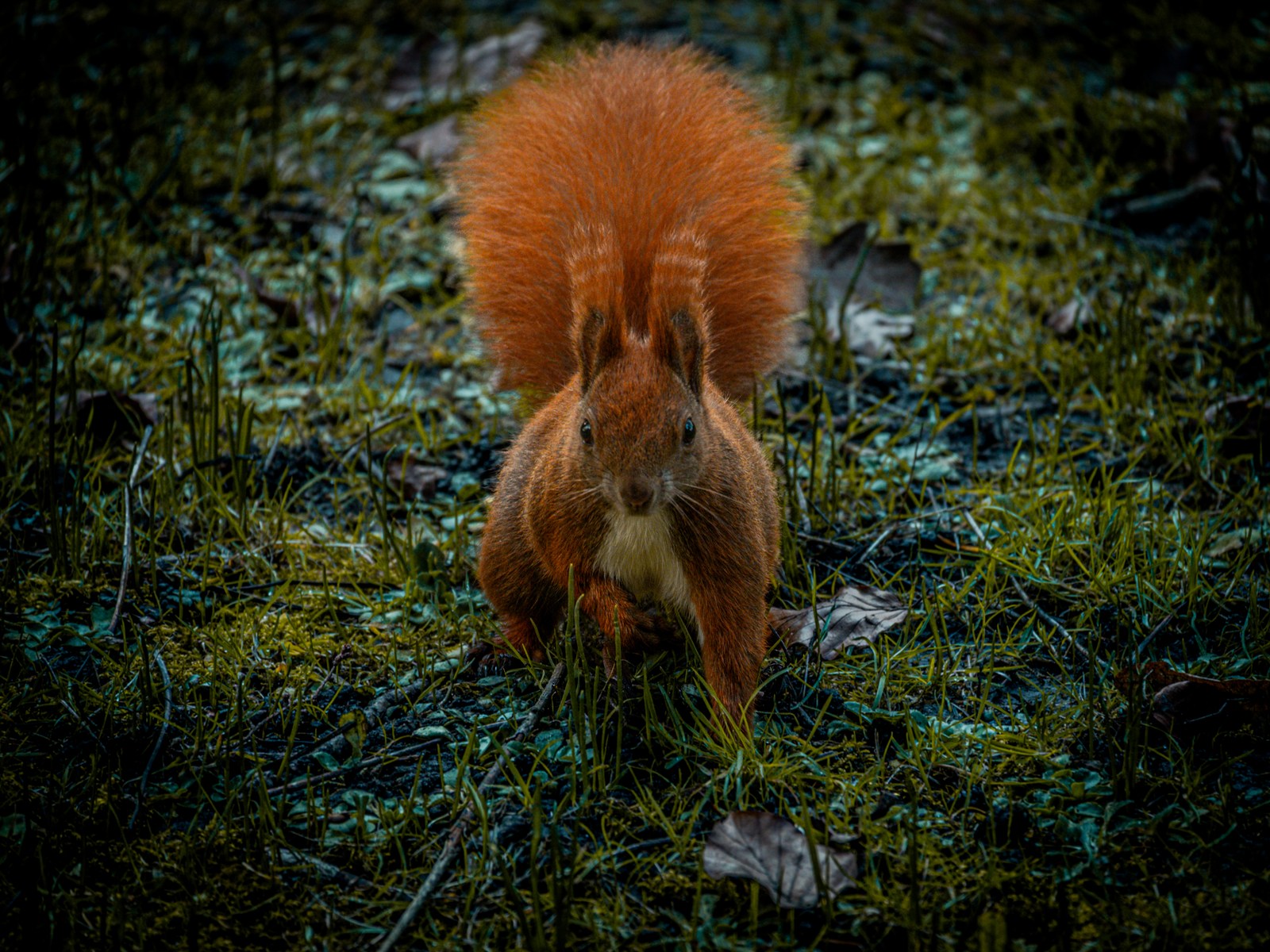 animals, calm, forest, muted colours, nature, squirrel, texture