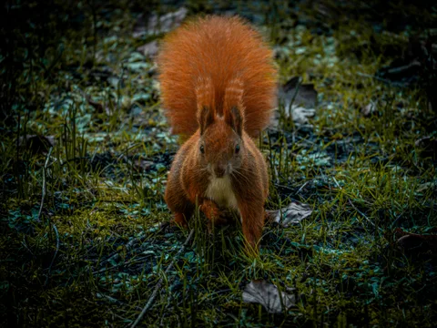 animals, calm, forest, muted colours, nature, squirrel, texture