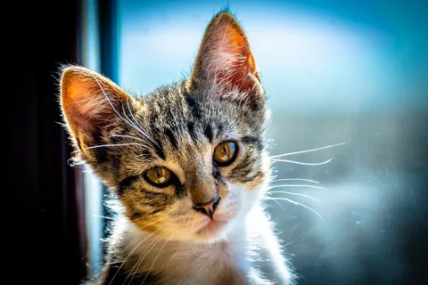 animals, calm, cat, mario wilde, portrait, texture, warm light