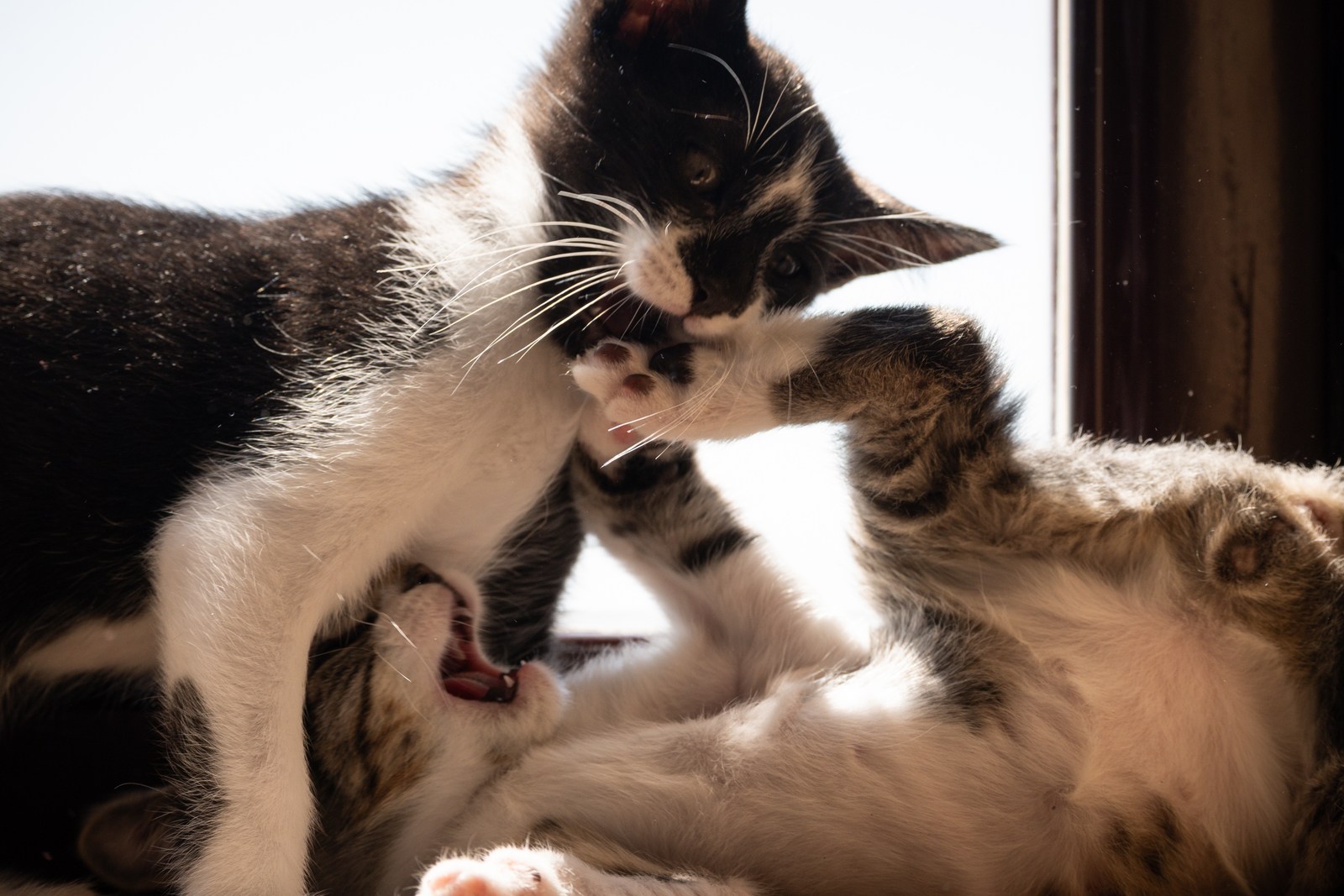 andrew wilde, animals, calm, cat, mario wilde, motion, playfulness, texture, warm light