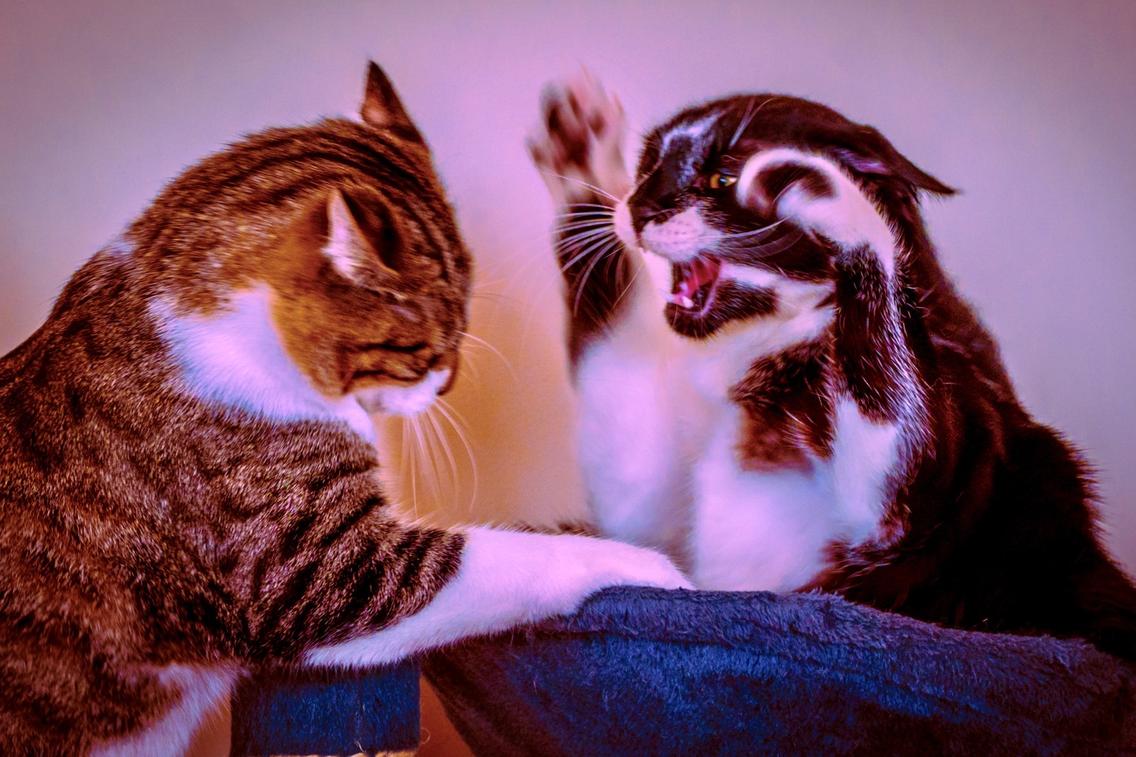 andrew wilde, animals, cat, mario wilde, motion, playfulness, warm light