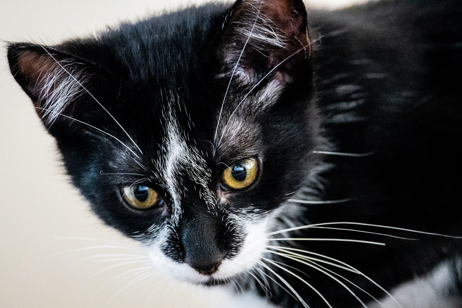 andrew wilde, animals, calm, cat, texture