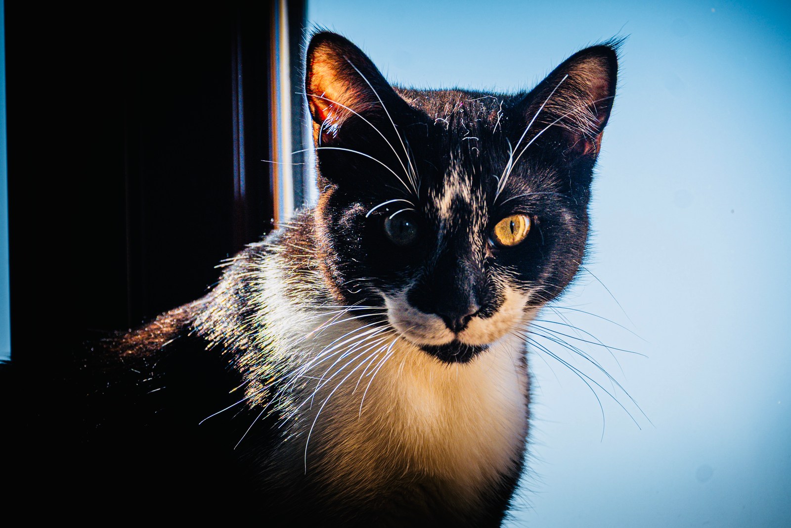 andrew wilde, animals, calm, cat, portrait, warm light