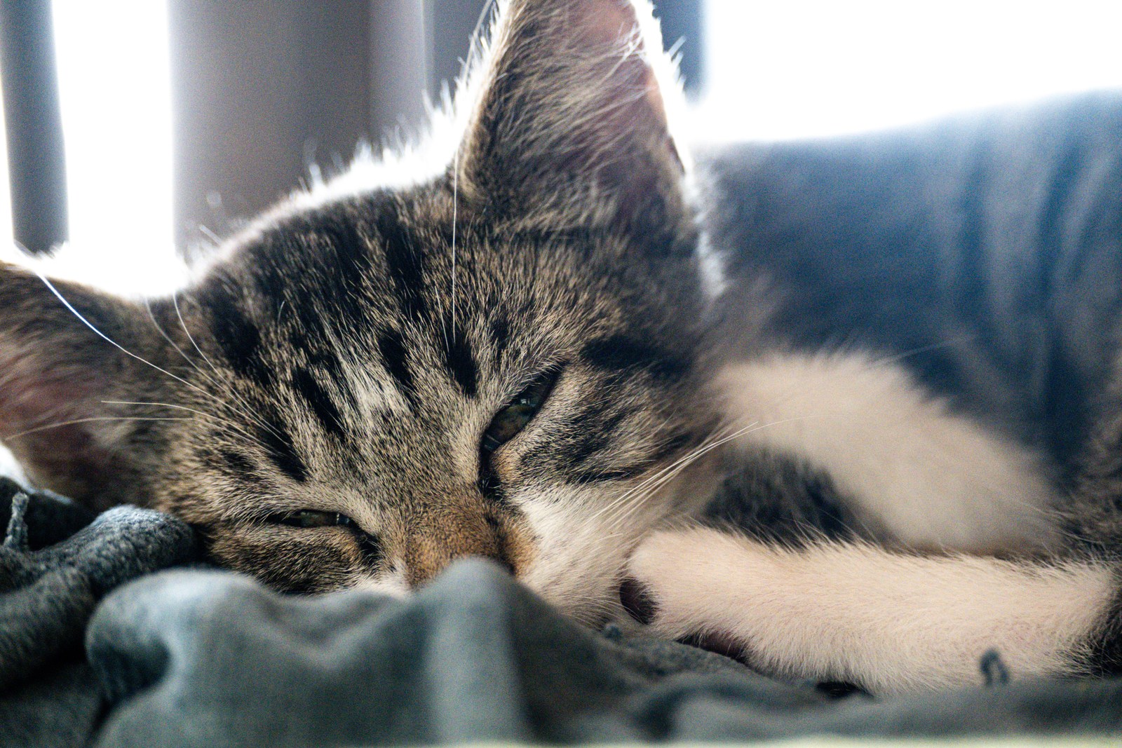 animals, calm, cat, mario wilde, warm light