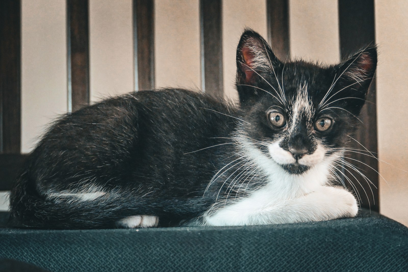 andrew wilde, animals, calm, cat, muted colours, texture, warm light