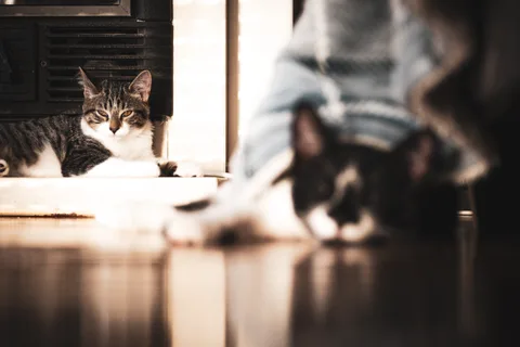 andrew wilde, animals, calm, cat, mario wilde, muted colours, reflection, warm light