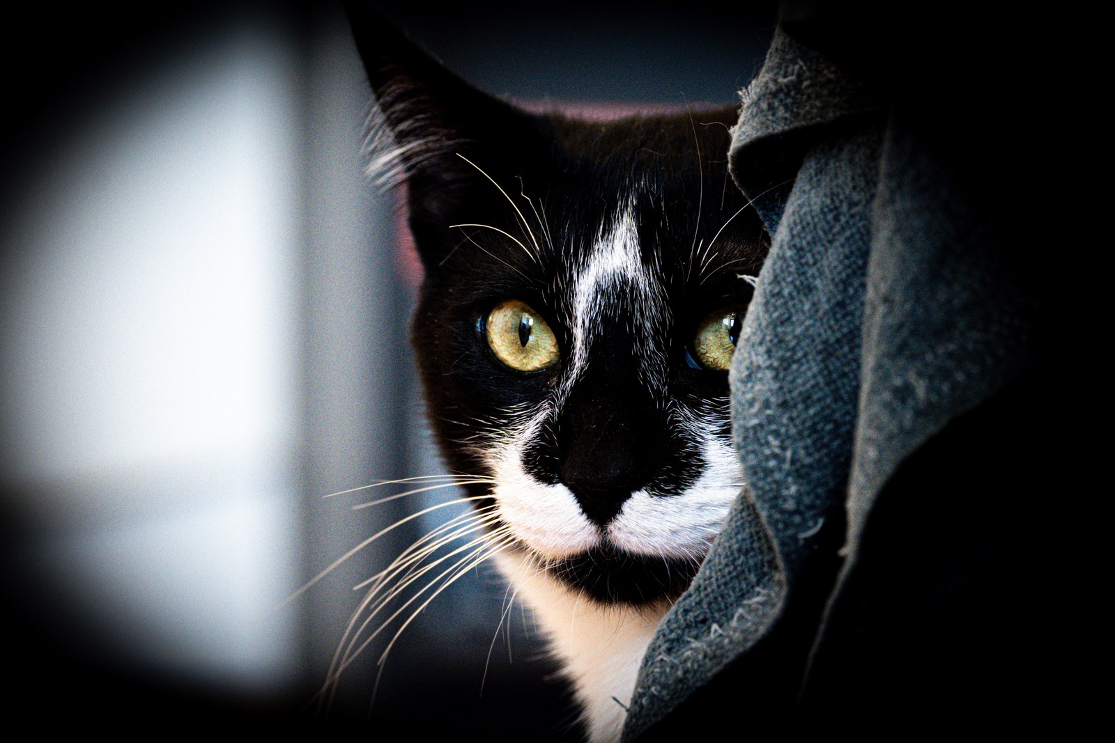 andrew wilde, animals, calm, cat, muted colours, portrait, texture