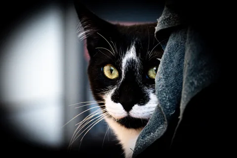andrew wilde, animals, calm, cat, muted colours, portrait, texture