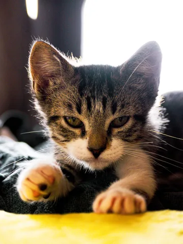 animals, cat, mario wilde, playfulness, texture, warm light