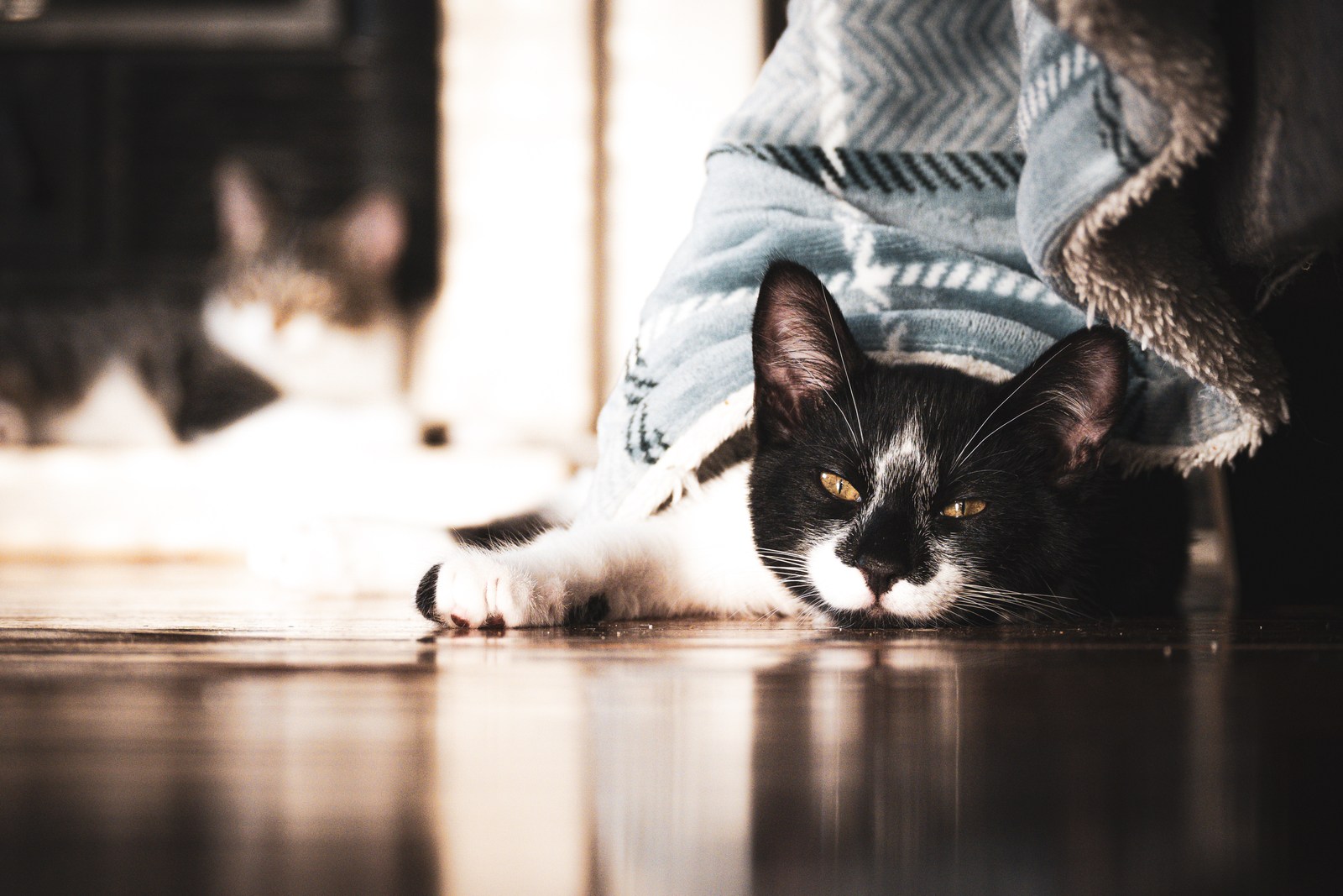 andrew wilde, animals, calm, cat, mario wilde, reflection, texture, warm light