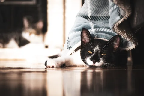 andrew wilde, animals, calm, cat, mario wilde, reflection, texture, warm light