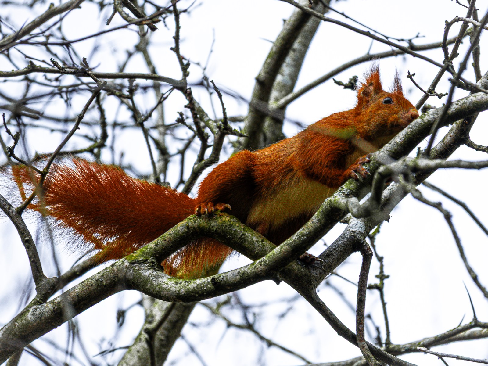 animals, calm, forest, muted colours, nature, squirrel, texture