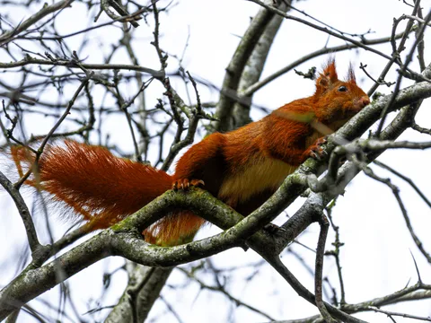 animals, calm, forest, muted colours, nature, squirrel, texture
