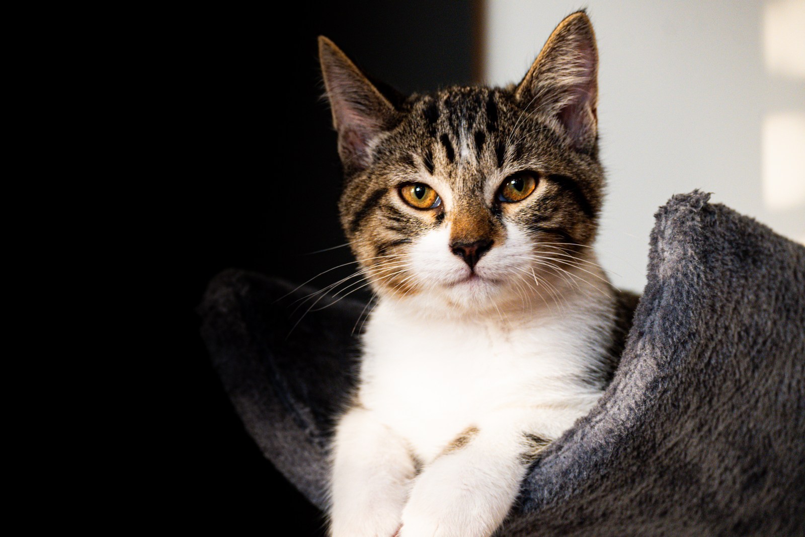 animals, calm, cat, mario wilde, texture