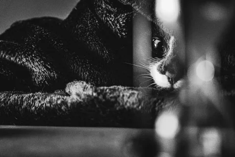 andrew wilde, animals, cat, silhouette, solitude, texture