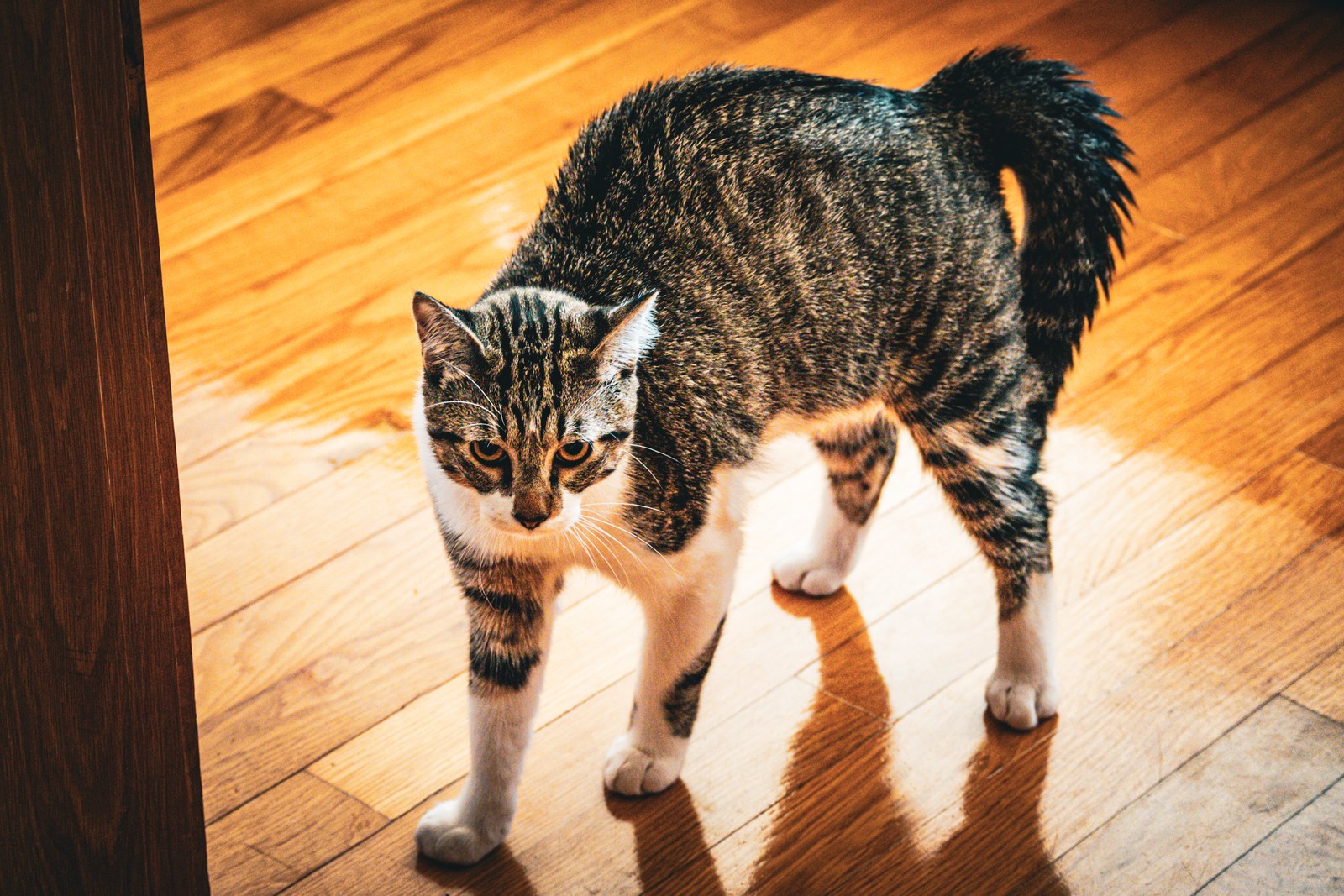 animals, cat, mario wilde, playfulness, texture, warm light