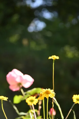 calm, flowers, forest, muted colours, nature, texture, warm light