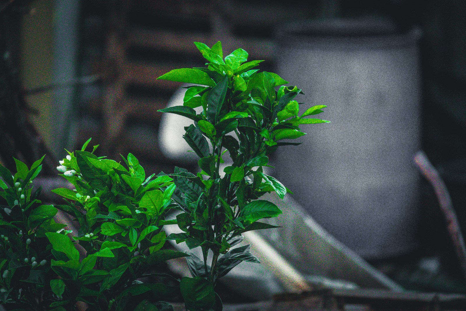 calm, citrus plant, muted colours, nature, outdoors, texture