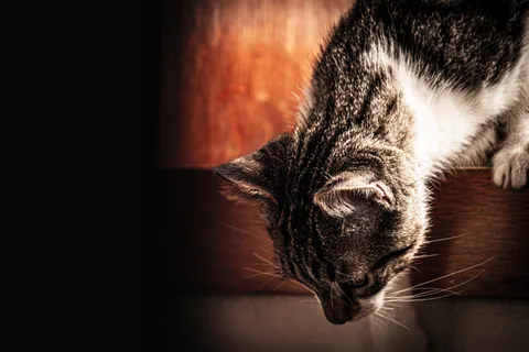animals, calm, cat, mario wilde, muted colours, texture, warm light