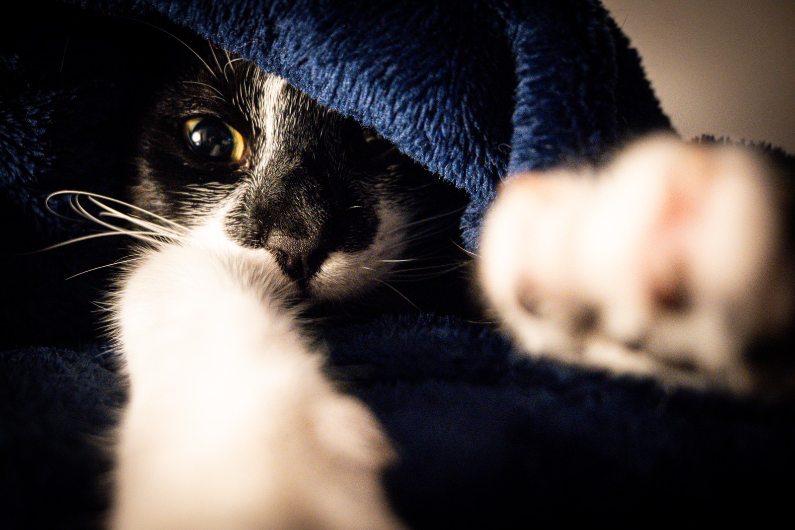 andrew wilde, animals, cat, playfulness, texture, warm light
