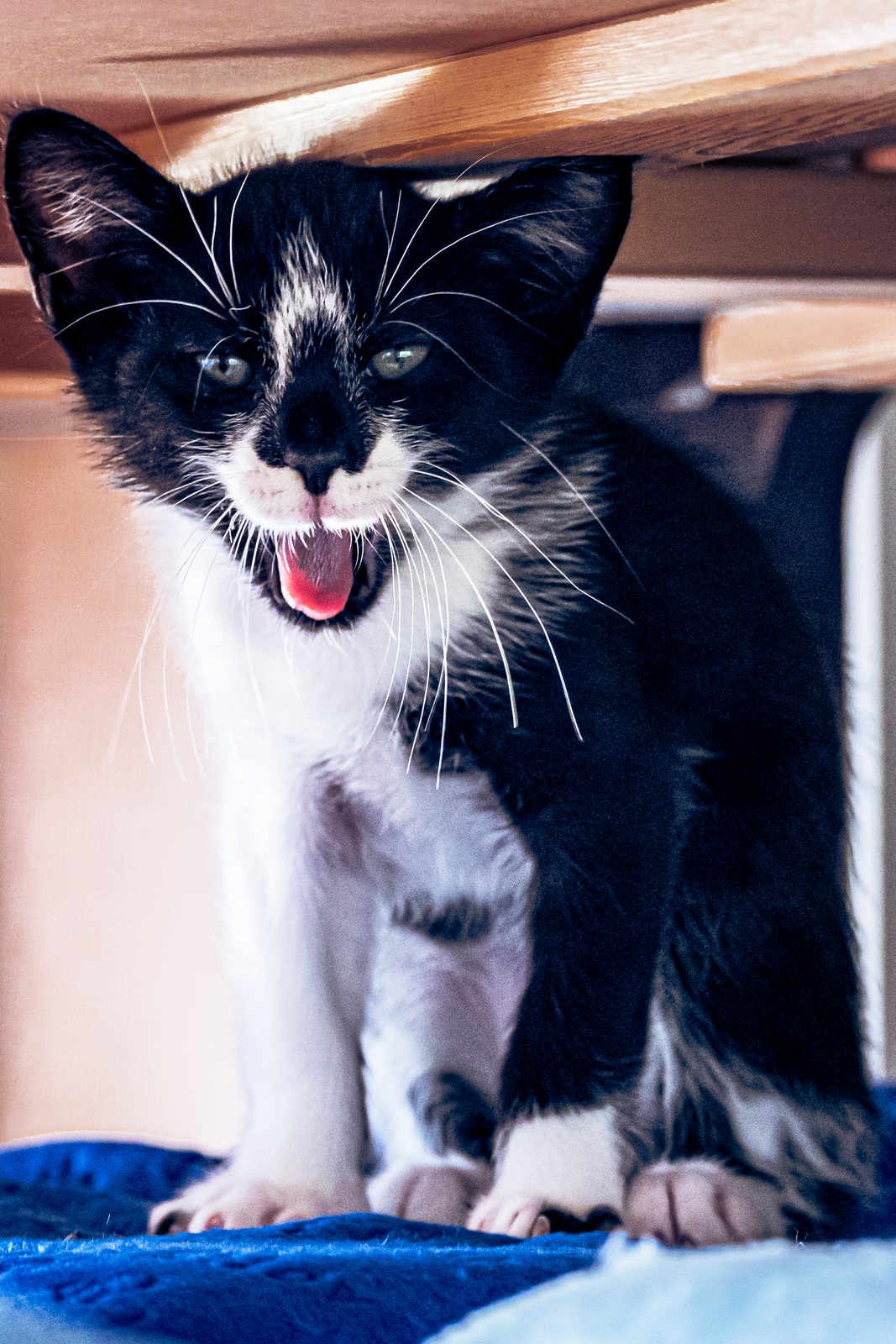 andrew wilde, animals, cat, playfulness, texture, warm light