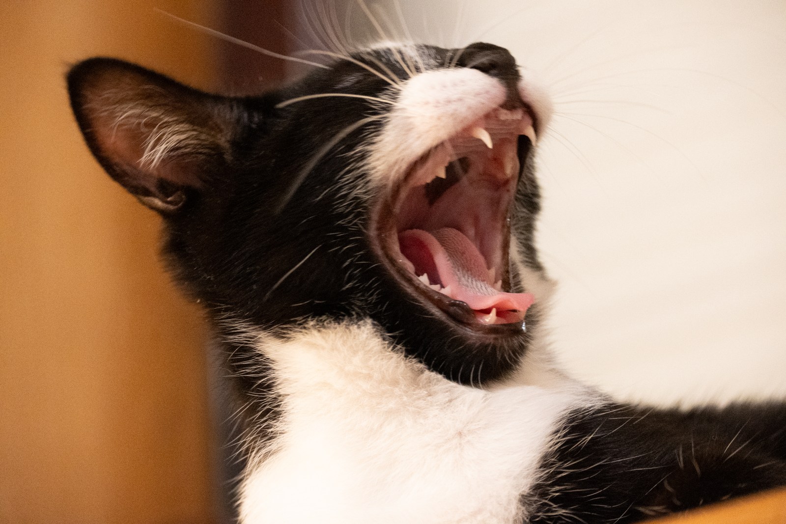andrew wilde, animals, cat, playfulness, texture, warm light