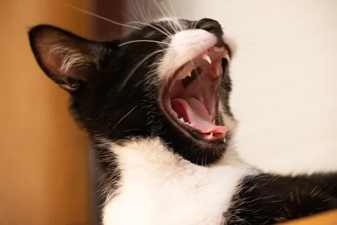 andrew wilde, animals, cat, playfulness, texture, warm light