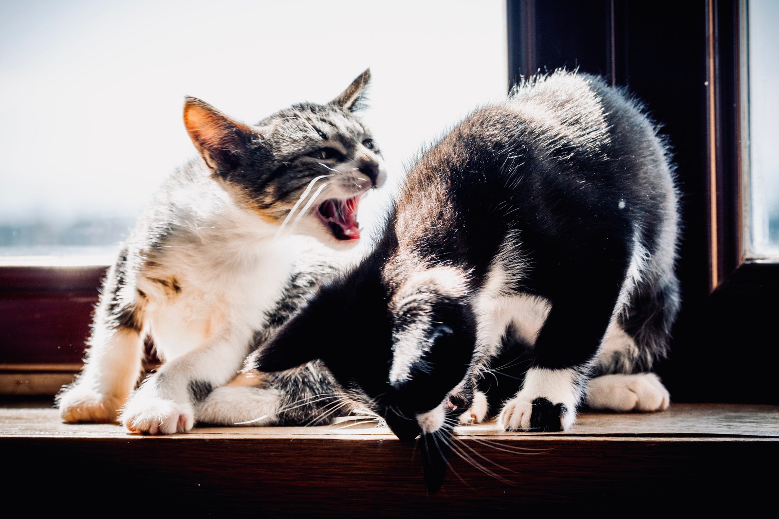 andrew wilde, animals, cat, mario wilde, playfulness, silhouette, warm light