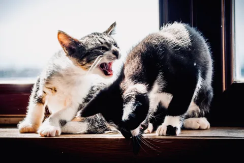 andrew wilde, animals, cat, mario wilde, playfulness, silhouette, warm light
