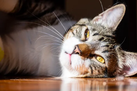 animals, calm, cat, mario wilde, texture, warm light