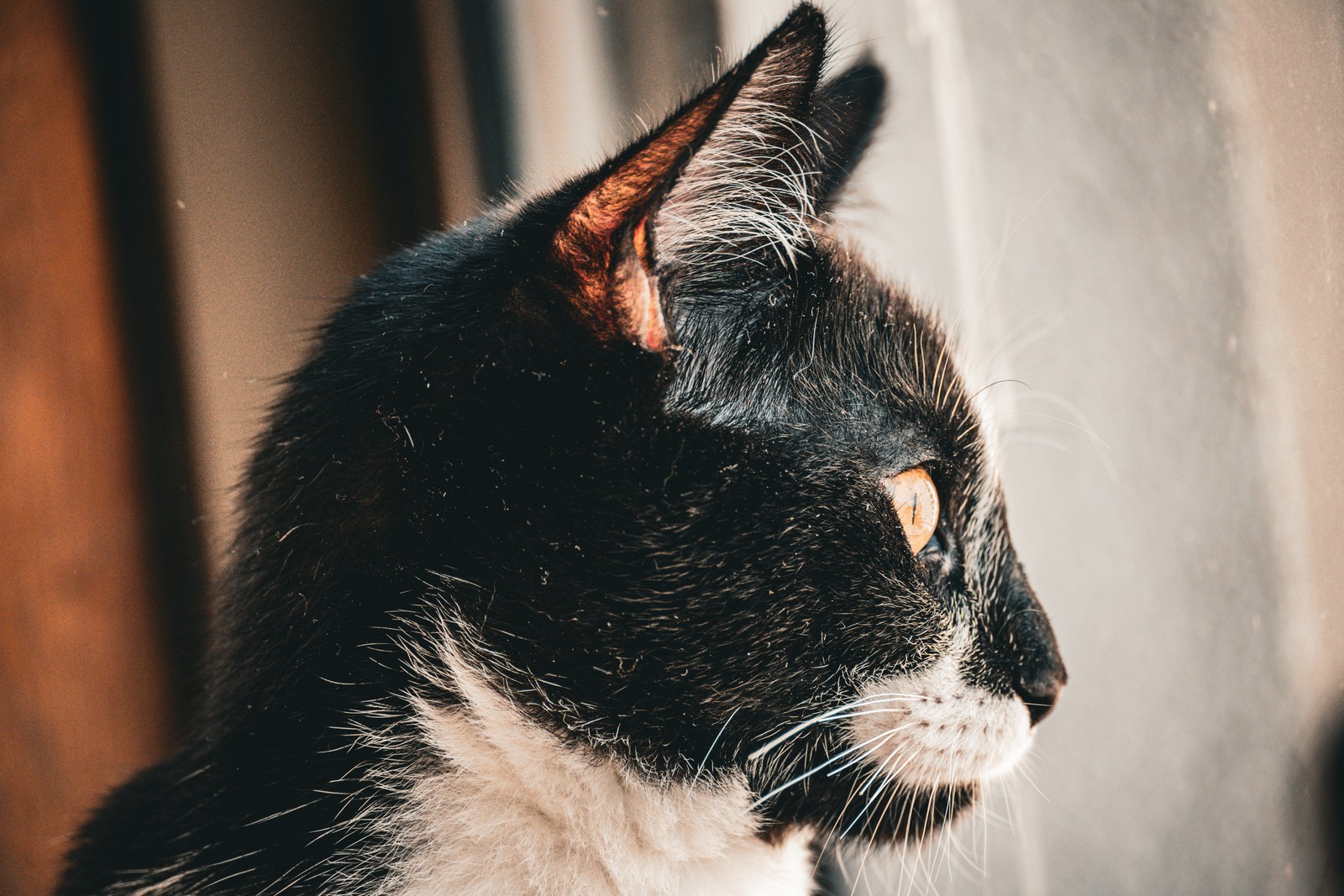 andrew wilde, animals, calm, cat, muted colours, texture, warm light
