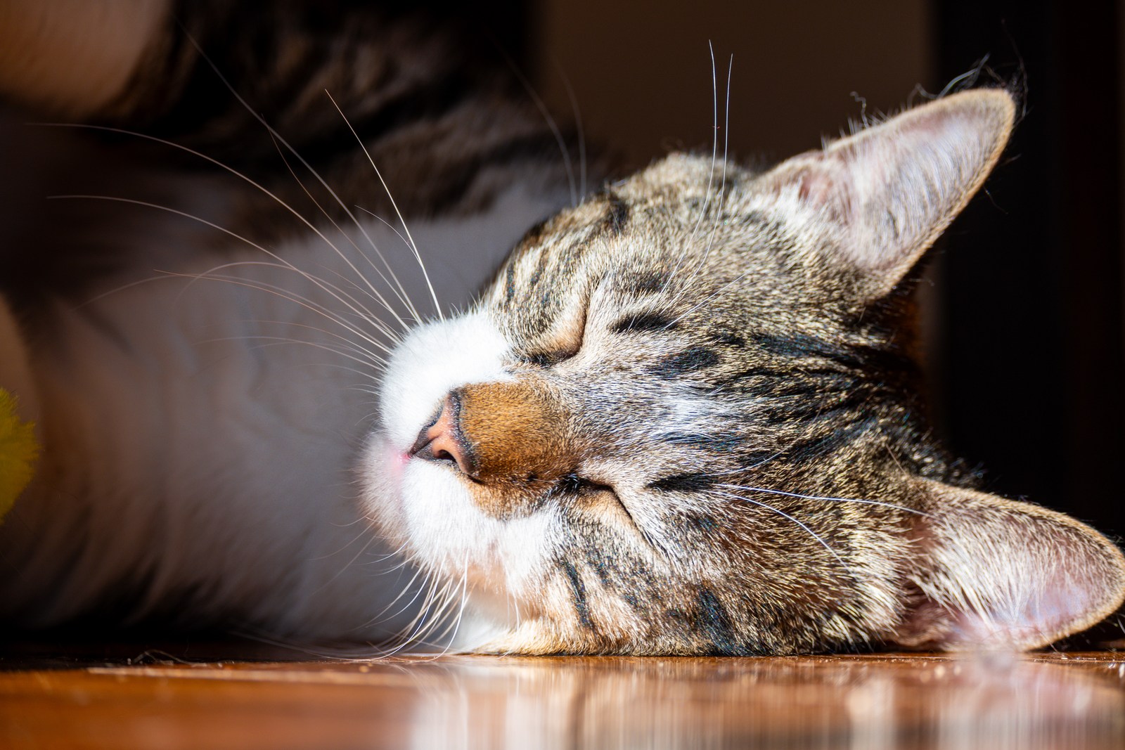animals, calm, cat, mario wilde, texture, warm light