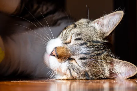 animals, calm, cat, mario wilde, texture, warm light