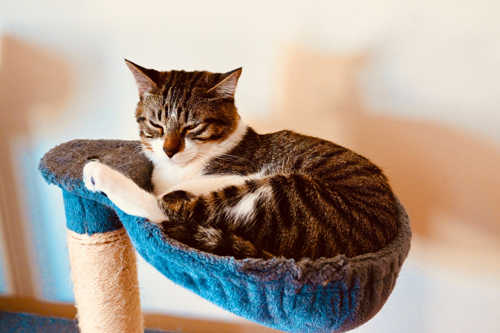 animals, calm, cat, mario wilde, texture, warm light