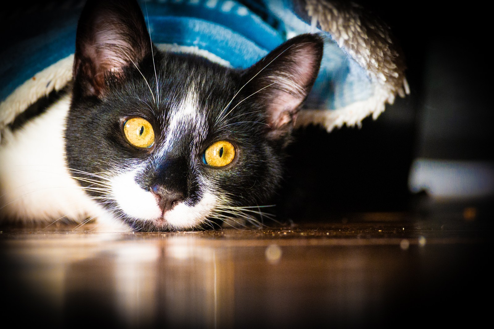andrew wilde, animals, calm, cat, texture, warm light