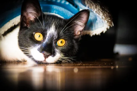 andrew wilde, animals, calm, cat, texture, warm light