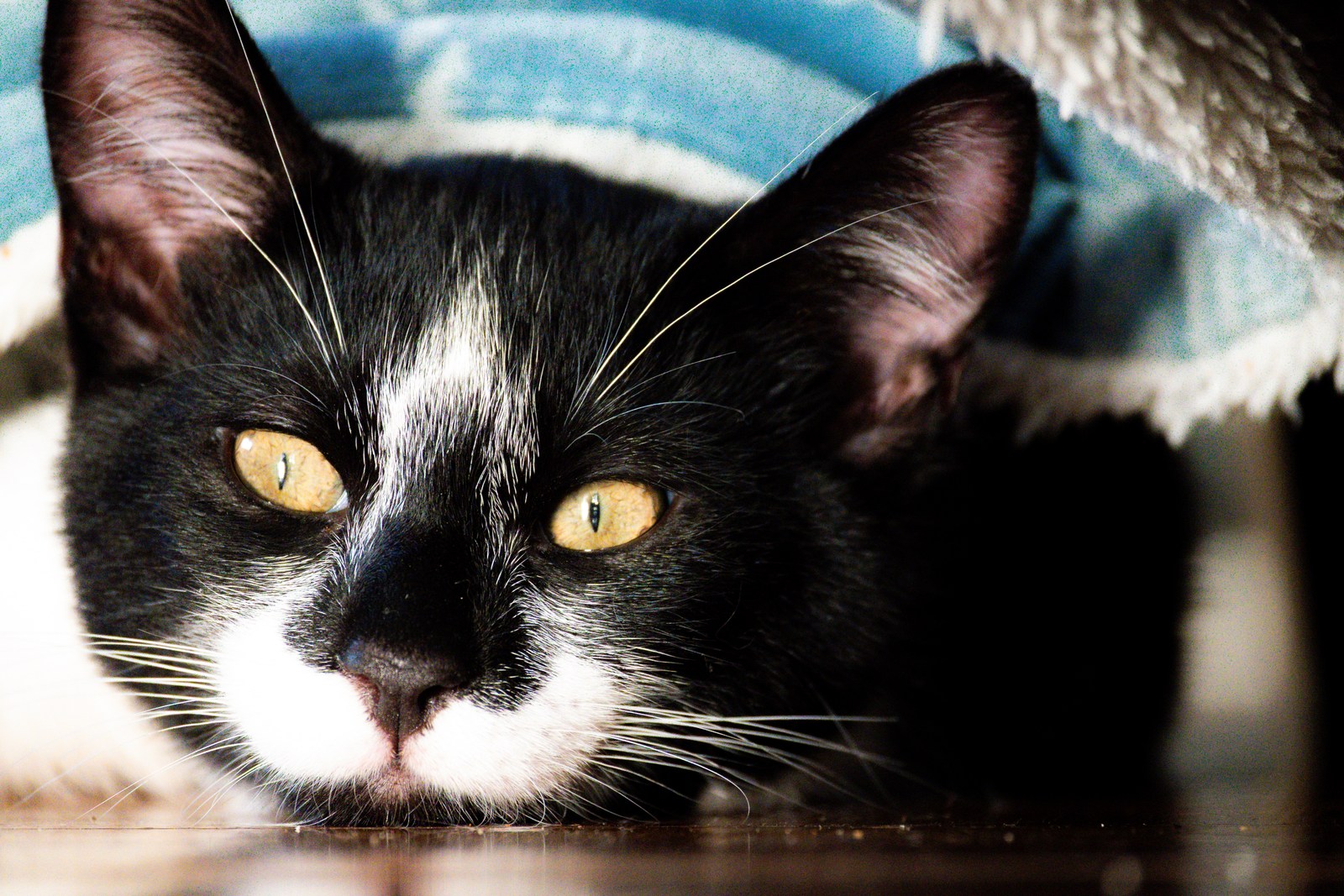 andrew wilde, animals, calm, cat, texture, warm light