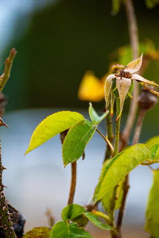 calm, nature, texture, warm light