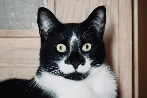 andrew wilde, animals, calm, cat, texture