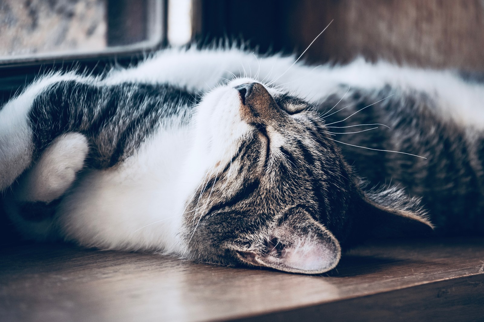 animals, calm, cat, mario wilde, muted colours, texture