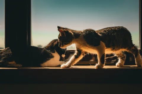 andrew wilde, animals, calm, cat, mario wilde, silhouette, warm light