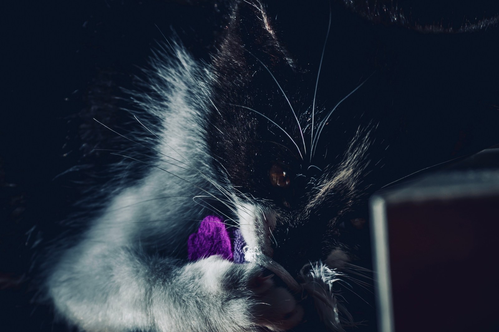 andrew wilde, animals, calm, cat, muted colours, playfulness, texture