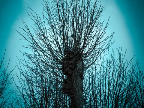 calm, forest, muted colours, nature, silhouette, solitude, symmetry, texture, tree