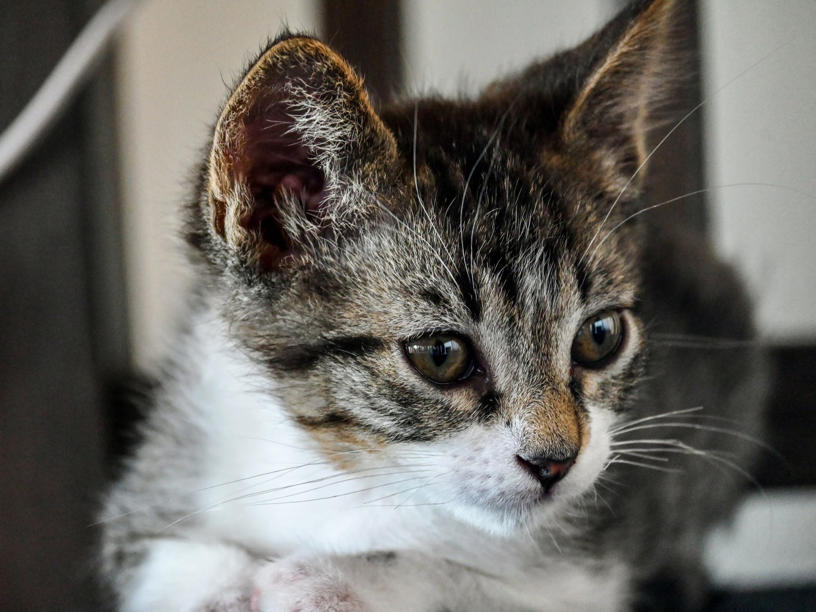 animals, calm, cat, mario wilde, portrait, texture