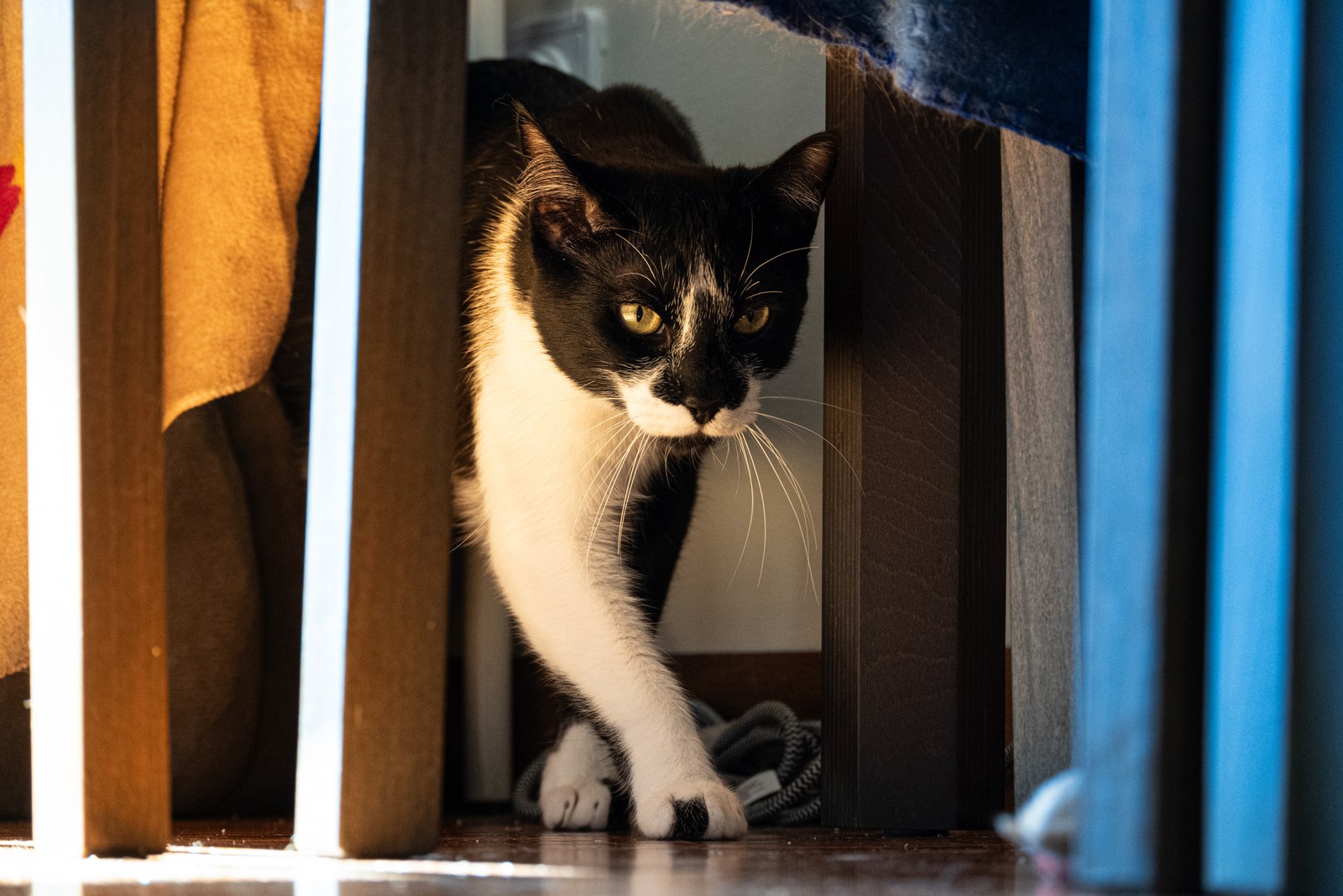 andrew wilde, animals, calm, cat, texture, warm light