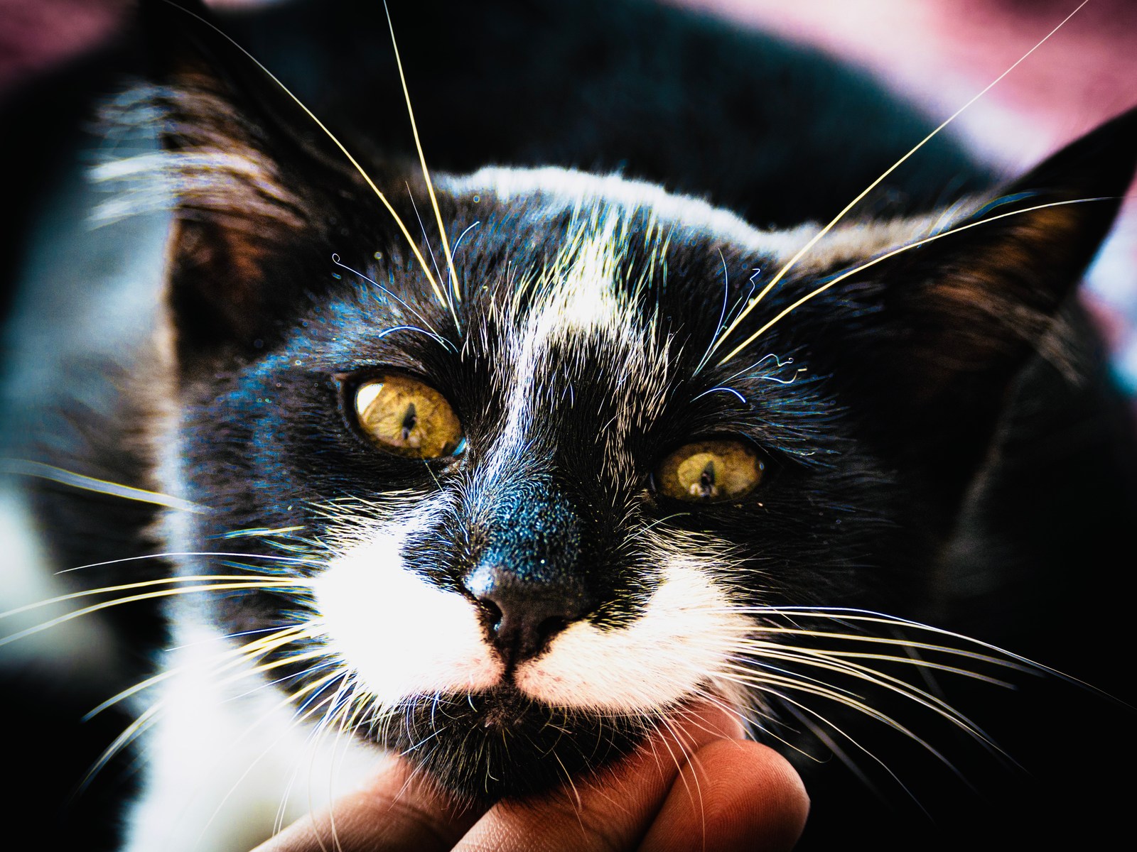 andrew wilde, animals, calm, cat, texture