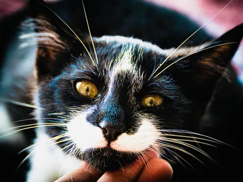 andrew wilde, animals, calm, cat, texture